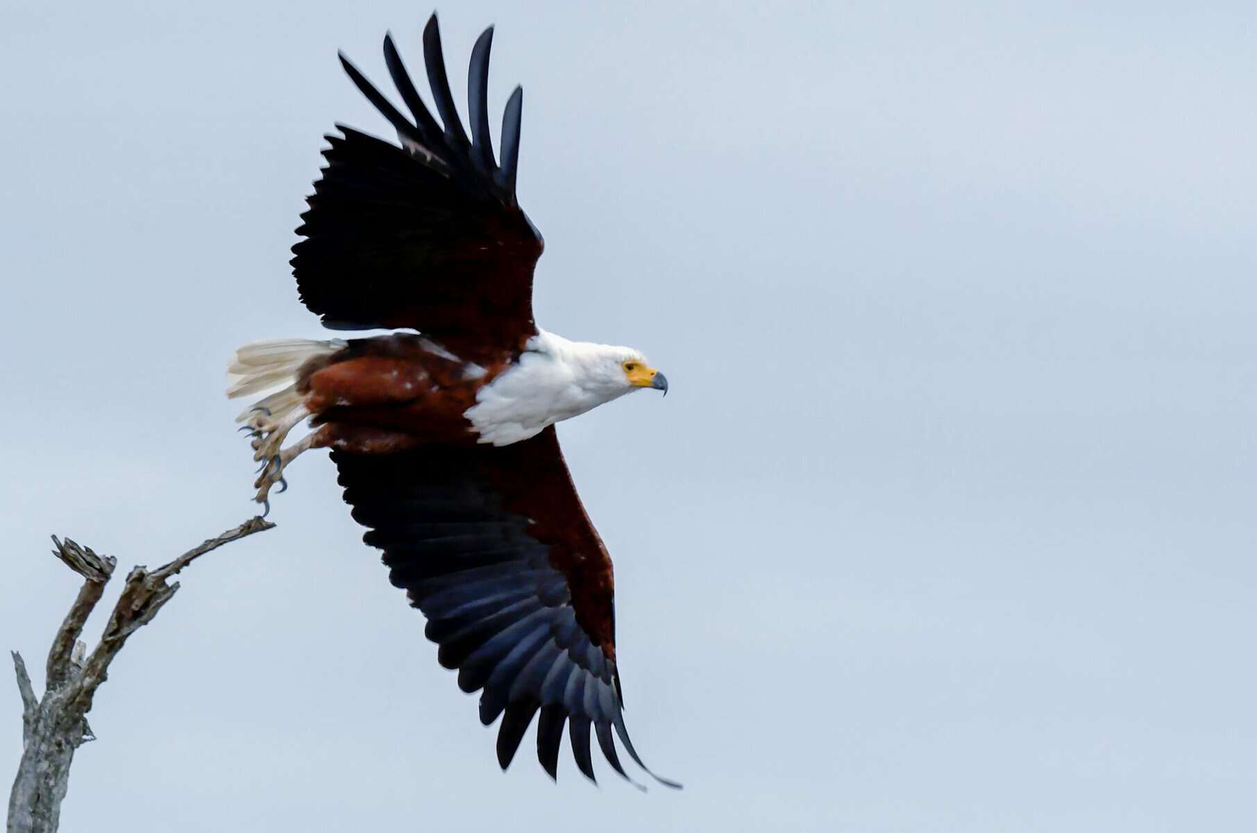 An Eagle’s View of Charleston